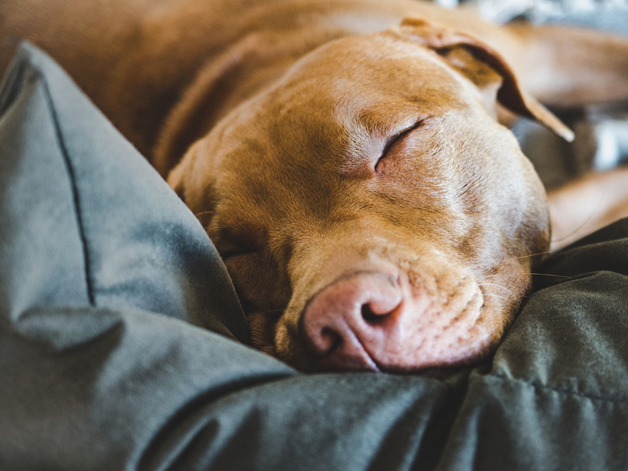 SLEEP DOG