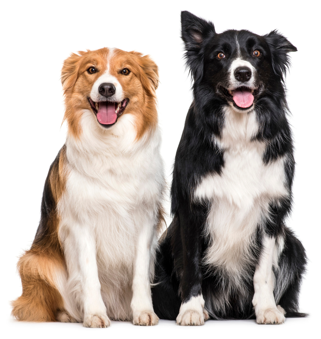 two dogs