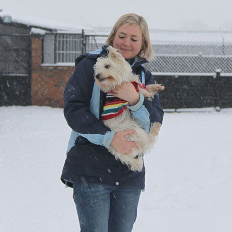 dog kennels 5
