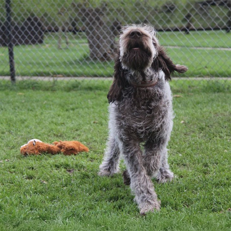 dog kennels2