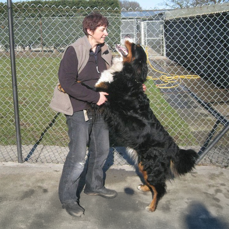 dog kennels6